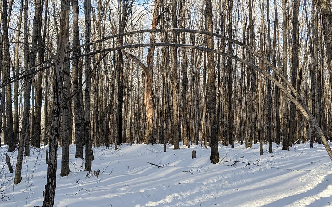 Eben Ice Caves Fallen Tree