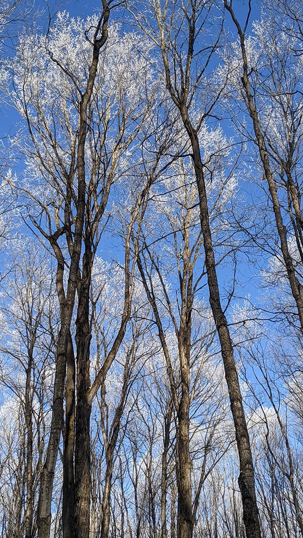 Eben Ice Caves Trail Trees